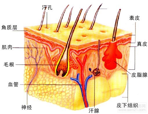 皮肤解剖结构模式图