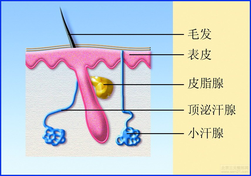 皮肤解剖结构模式图