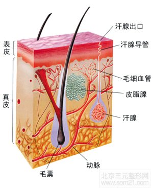 汗腺结构示意图