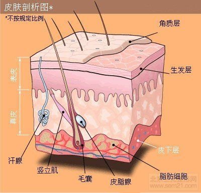  皮肤剖析图