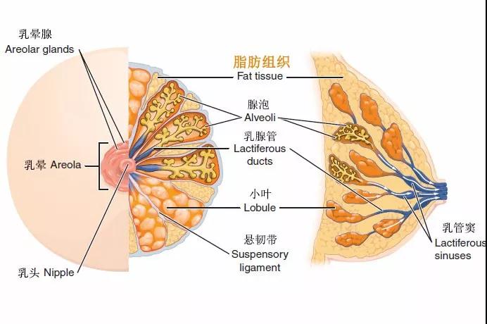 疑问解答:自体脂肪丰胸能不能看出来?